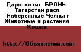 Дарю котят (БРОНЬ) - Татарстан респ., Набережные Челны г. Животные и растения » Кошки   